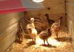 Blonde, White & Standard Emu Chicks