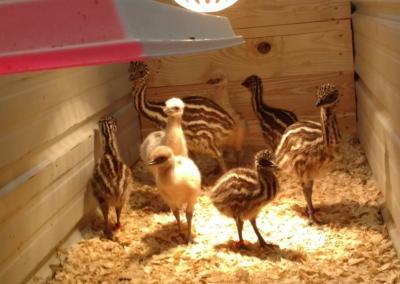 Blonde, White & Standard Emu Chicks